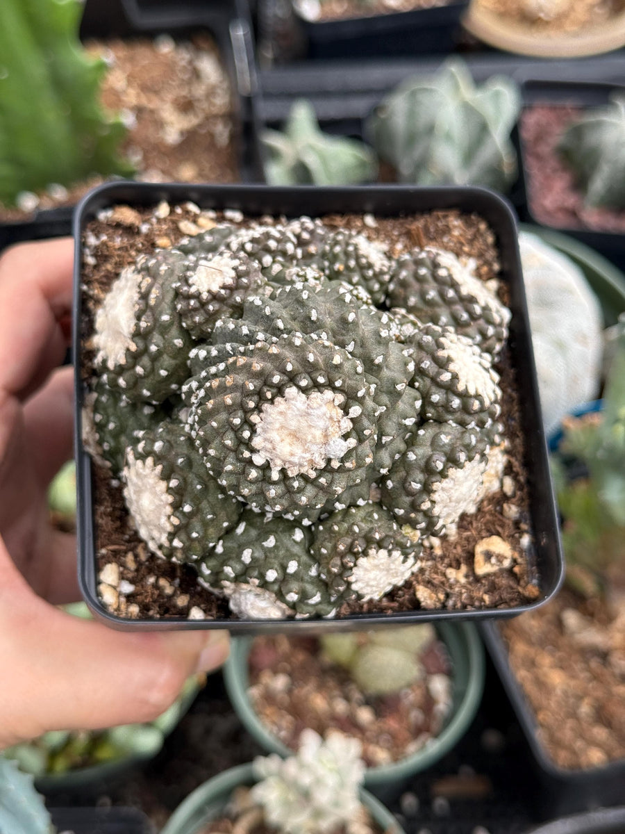 Rare Cactus, Copiapoa Tenuissima Large Cluster