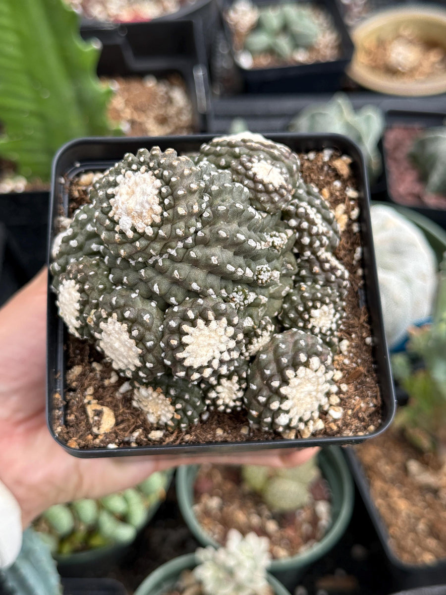 Rare Cactus, Copiapoa Tenuissima Large Cluster