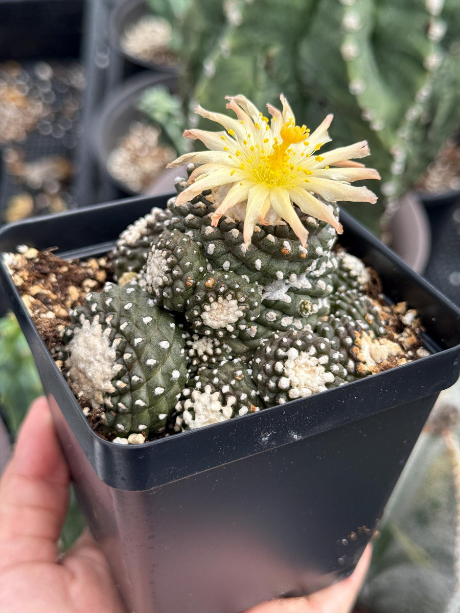 Rare Cactus, Copiapoa Tenuissima Large Cluster