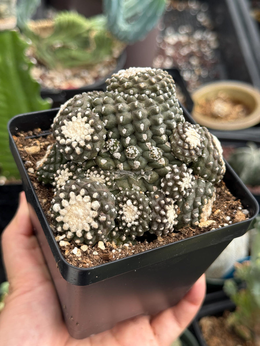 Rare Cactus, Copiapoa Tenuissima Large Cluster