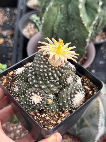 Rare Cactus, Copiapoa Tenuissima Large Cluster
