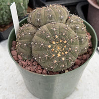 Rare Gymnocalycium Cactus: Black Spine Cluster, Easy Houseplant (4-5 heads)