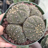 Rare Gymnocalycium Cactus: Black Spine Cluster, Easy Houseplant (4-5 heads)