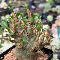 Rare Adenium Godzilla Caudex, Succulent for Your Collection