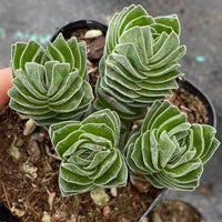 Crassula 'Buddha's Temple Cluster (2”), Rare Succulent Plants, Crassula Exotic, Live Plant