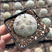 Rare Cactus, Tephrocactus Geometricus Black Spine (Single Ball cutting), Live Plant