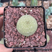 Rare Succulents - Pseudolithos Migiurtinus 2”, Live Plant