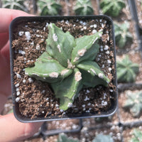 Rare Cactus - Astrophytum Myriostigma Fukuryu (1.5")
