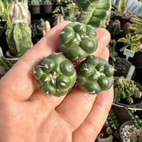 Rare Cactus - Coryphantha Elephantidens cv. Inermis offset (1”)
