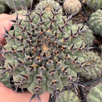 A close-up image of a cactus plant with numerous sharp spines, held in someone's hands.
