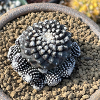 Rare Cactus, Copiapoa Tenuissima, Live Plant, Collectible