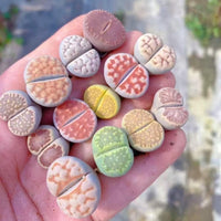 Rare Succulents - Lithops spp. (0.5")