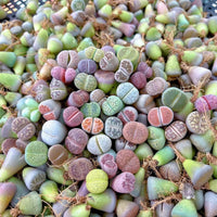 Rare Succulents - Lithops spp. (0.5")