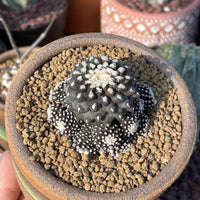 Rare Cactus, Copiapoa Tenuissima, Live Plant, Collectible