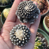 Rare Cactus, Copiapoa Tenuissima, Live Plant, Collectible