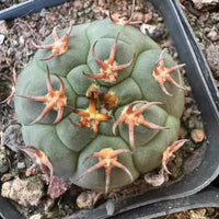 A close-up image of a cactus plant with numerous spines and orange-colored flowers, situated in a black container.