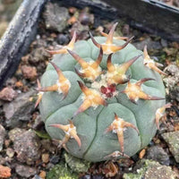 A close-up image of a cactus plant with sharp, pointed leaves and a round, green body.