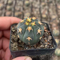 A hand is holding a small cactus plant in a black pot, with the plant's green, spiny surface visible.