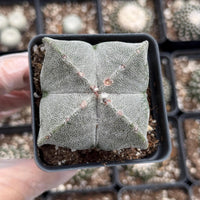 Astrophytum Myriostigma (1.5"-2”), Live Plant, Great starter Plant, Rare Cactus