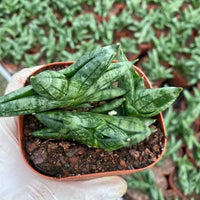 A hand holding a potted plant with green leaves, surrounded by other potted plants in the background.