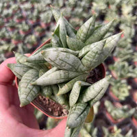 A hand holding a potted plant with long, thin leaves in a garden setting.