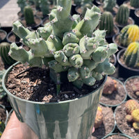 Rare Euphorbia - Euphorbia clivicola (5.5” pot)