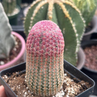 Rare Rainbow Cactus Echinocereus Rigidissimus, Starter Plant, Live Plant
