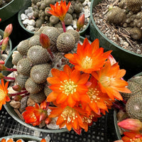 Rare Cactus - Rebutia Heliosa cluster