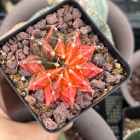 Rare Cactus - Gymnocalycium Mihanovichii Var. Friedrichii Werderm Variegata
