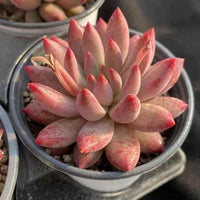 A close-up image of a pink succulent plant with numerous small, pointed leaves arranged in a cluster.