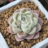 Rare Succulents - Echeveria White Elegans
