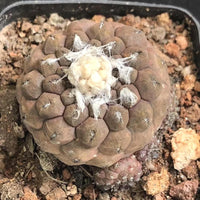 A close-up image of a cactus plant with a large white growth at the center, surrounded by a rocky soil bed.