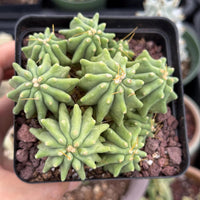 Live Plant, Ferocactus Glaucescens Cluster, Rare Cactus