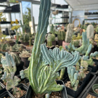 Rare Cactus - Myrtillocactus Geometrizans Crested