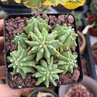 Live Plant, Ferocactus Glaucescens Cluster, Rare Cactus