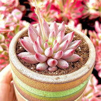 A pink succulent plant with numerous small leaves is displayed in a multi-colored pot, set against a background of pink and green foliage.