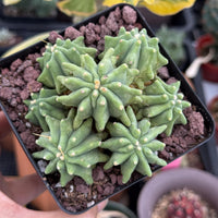 Live Plant, Ferocactus Glaucescens Cluster, Rare Cactus