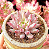 A pink succulent plant in a terracotta pot, surrounded by other pink and green plants in the background.