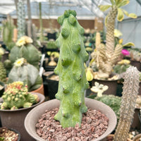 Rare Boobie Cactus, Myrtillocactus Geometrizans cv. Fukurokuryuzinboku 10”+