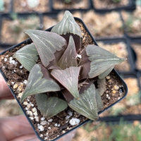 Rare Succulents, Haworthia Badia Kobiotori
