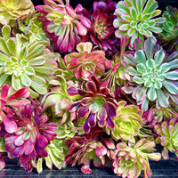Aeonium Variegated Cuttings – Rare Live Plant Finds from California Greenhouse Nursery, Set of 3, 6, or 10!