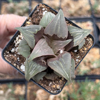 Rare Succulents, Haworthia Badia Kobiotori