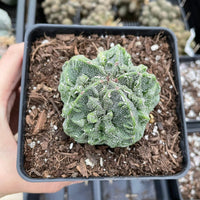 Rare Cactus - Astrophytum Myriostigma Fukuryu