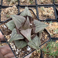 Rare Succulents, Haworthia Badia Kobiotori