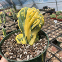 Rare Cactus - Myrtillocactus Geometrizans Crested var. Fred variegata