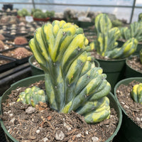 Rare Cactus - Myrtillocactus Geometrizans Crested var. Fred variegata
