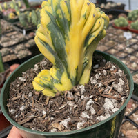 Rare Cactus - Myrtillocactus Geometrizans Crested var. Fred variegata