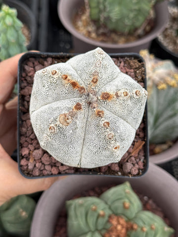 Rare Cactus, Astrophytum Onzuka (4”), Live Plant, WYSIWYG (1)
