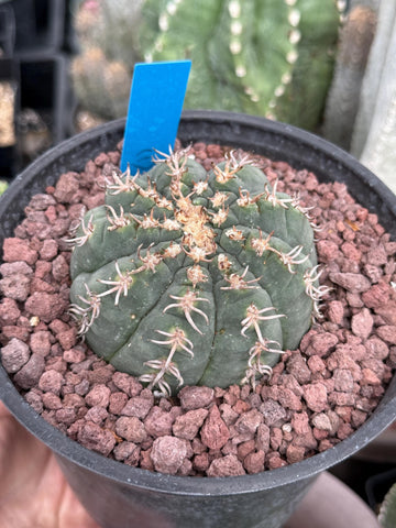Live Plant - Rare Cactus, Gymnocalycium Spegzzinii var. Unguispinum (6)
