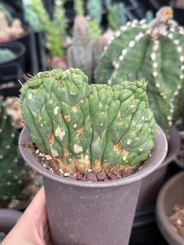 Rare Cactus, Eulychnia Crastanea Crested (1)